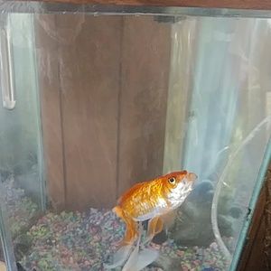 Meet your Posher, Desiree